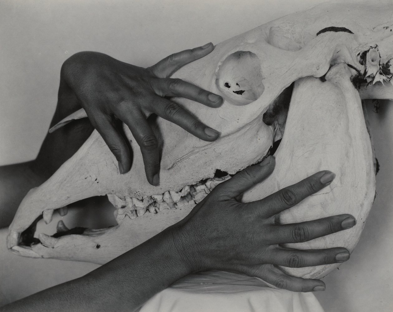 Georgia O’Keeffe – Kädet ja hevosen kallo tekijältä Alfred Stieglitz