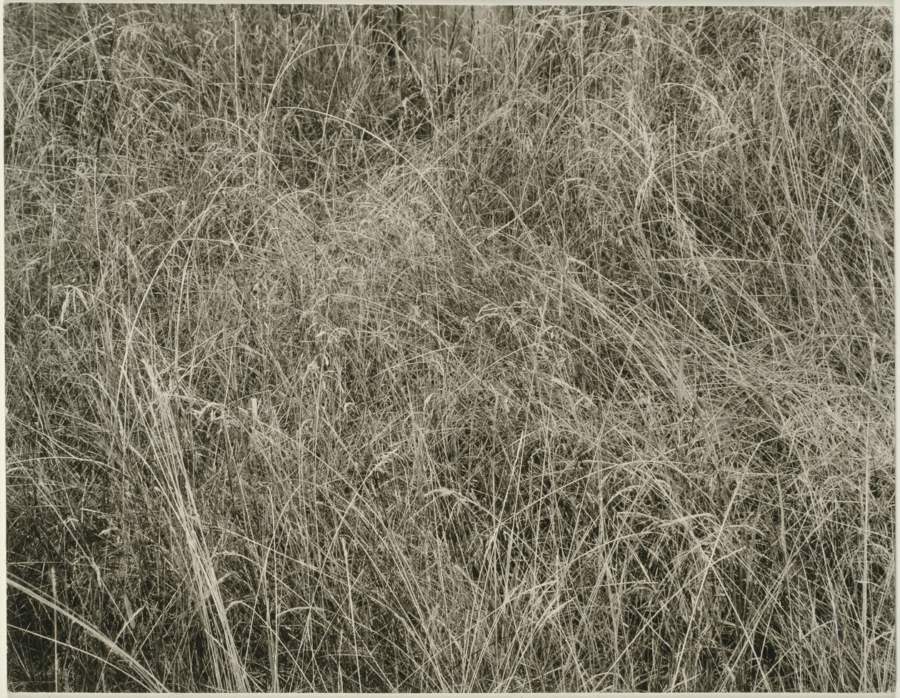 Ruoho tekijältä Alfred Stieglitz