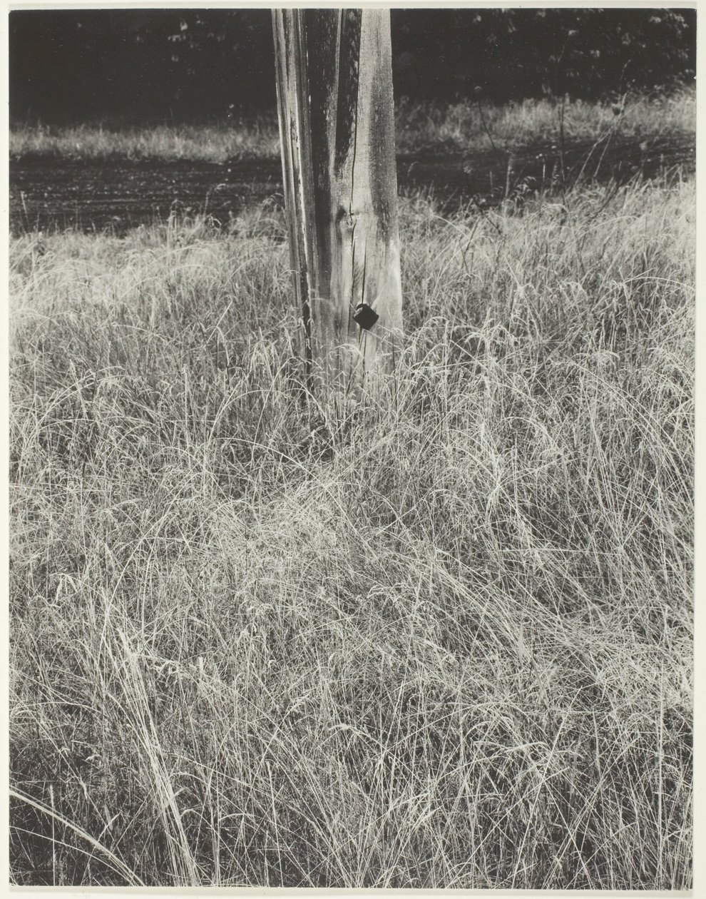 Herba i asta de bandera finlandesa tekijältä Alfred Stieglitz