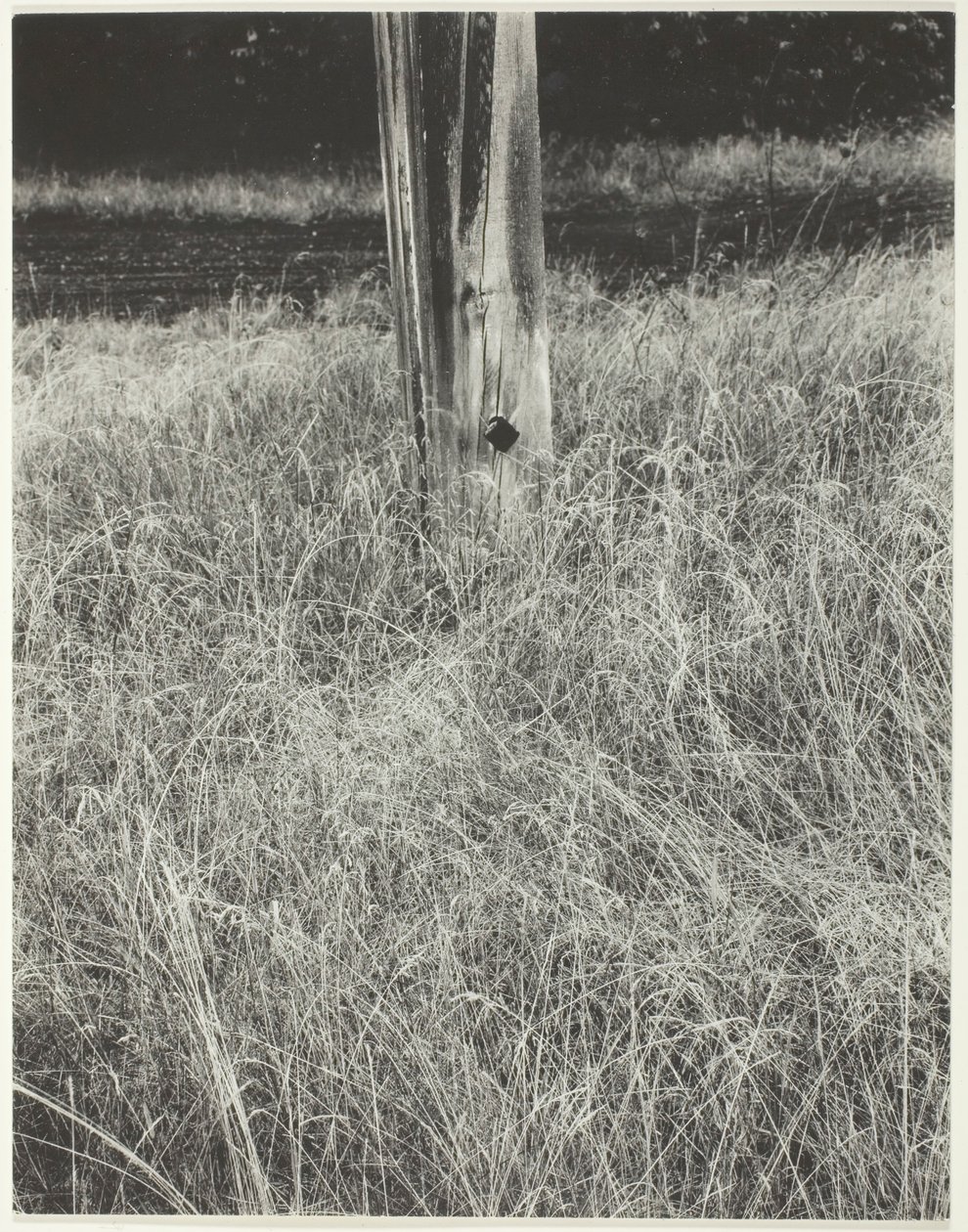 Ruoho ja lipputanko, 1933. tekijältä Alfred Stieglitz