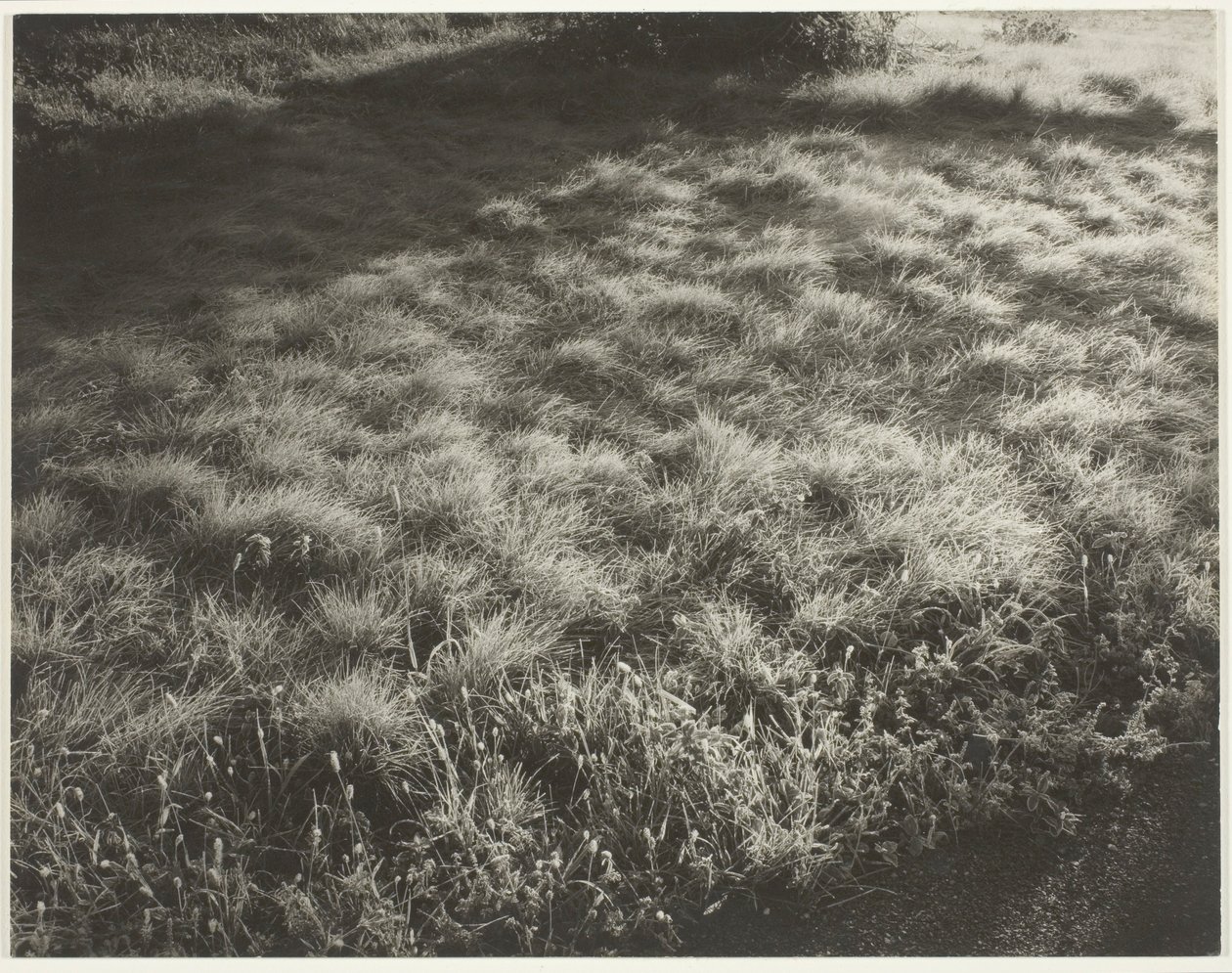 Ruohoa ja huurretta tekijältä Alfred Stieglitz