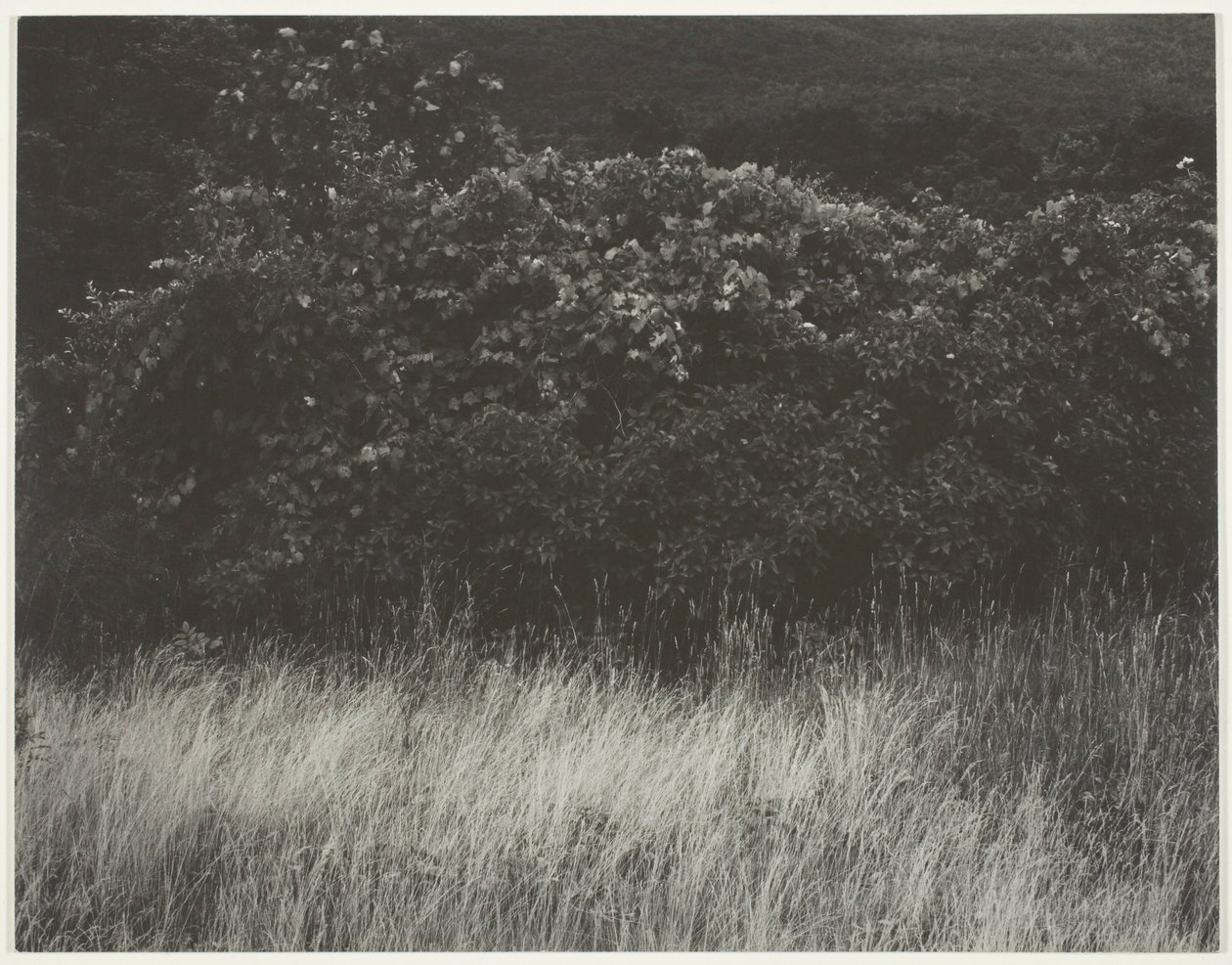 Hedge ja ruoho - Lake George tekijältä Alfred Stieglitz