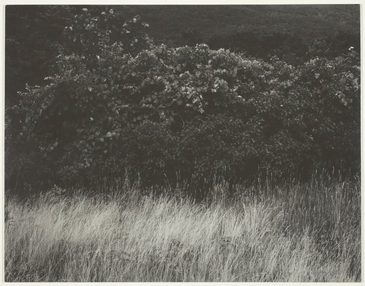 Hedge ja ruoho - Lake George, 1933. tekijältä Alfred Stieglitz