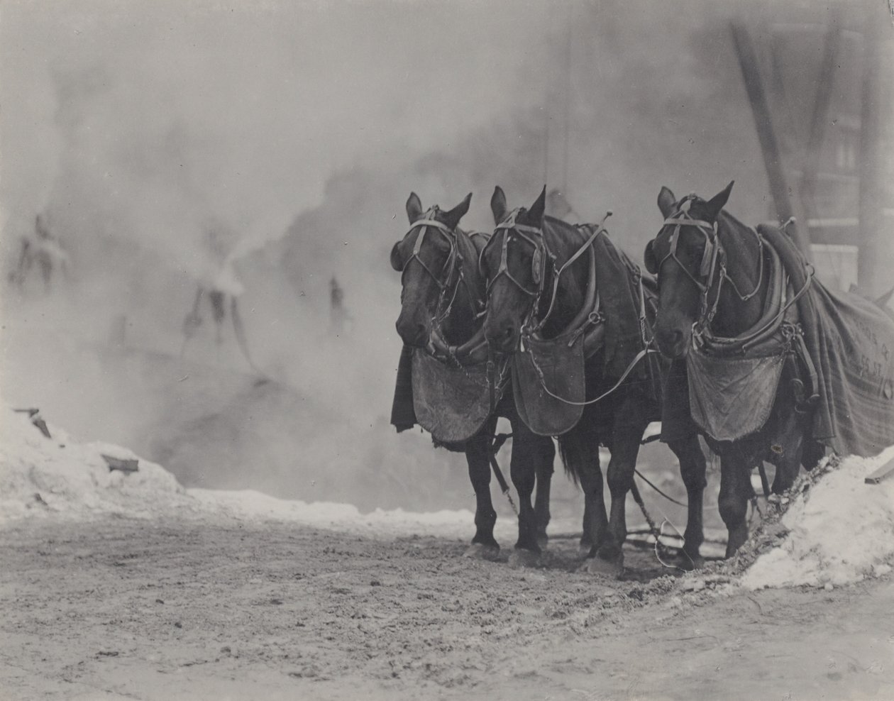 Hevoset, New York tekijältä Alfred Stieglitz