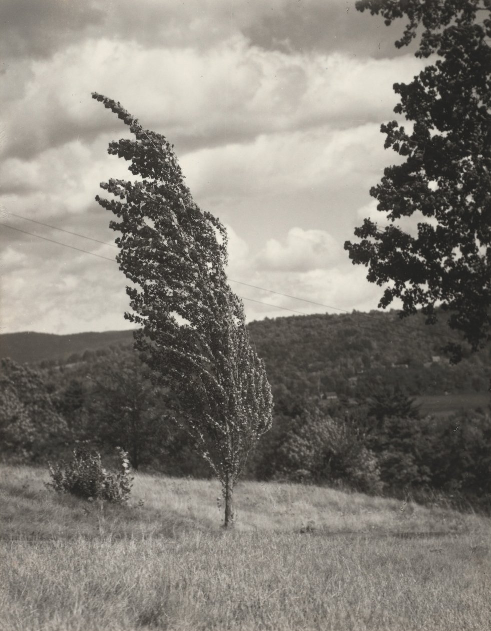 Poplar – Lake George tekijältä Alfred Stieglitz