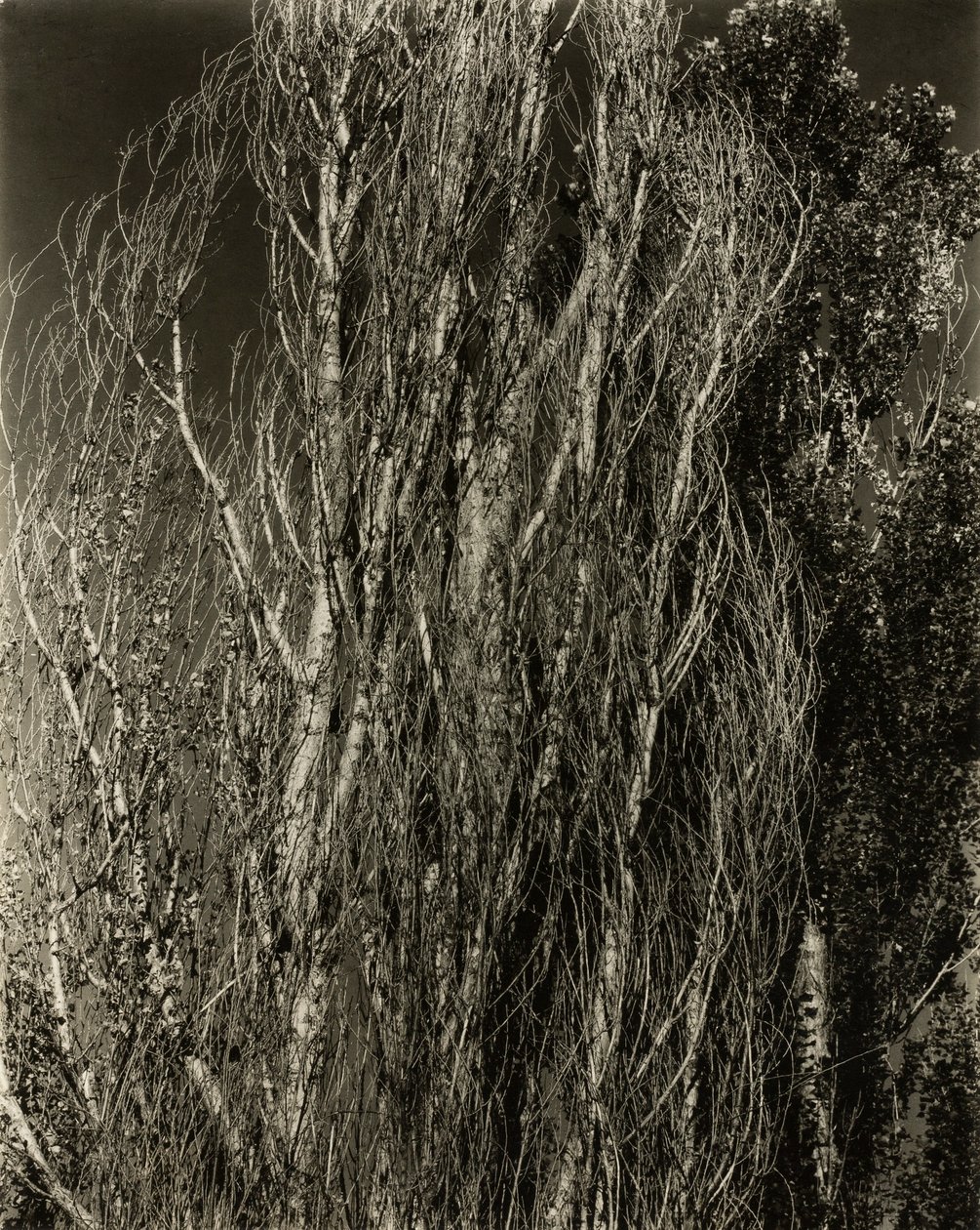Poppelit – George-järvi tekijältä Alfred Stieglitz