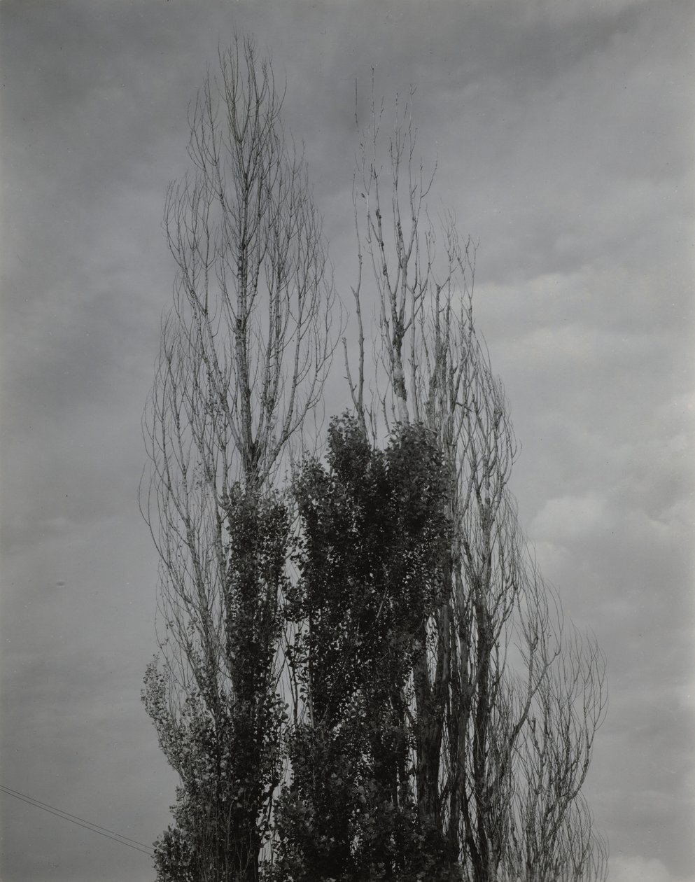 Poppelit – Lake George tekijältä Alfred Stieglitz