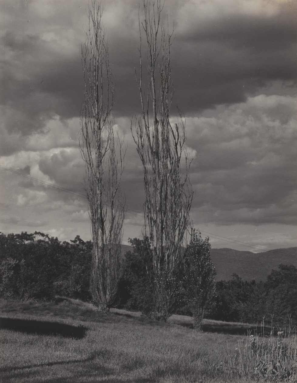 Poppelit – Lake George tekijältä Alfred Stieglitz