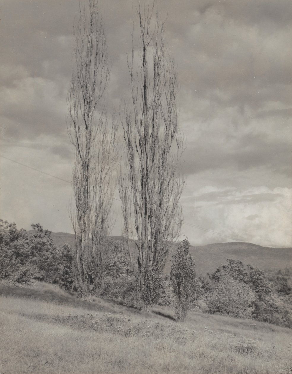 Poppelit - Lake George tekijältä Alfred Stieglitz