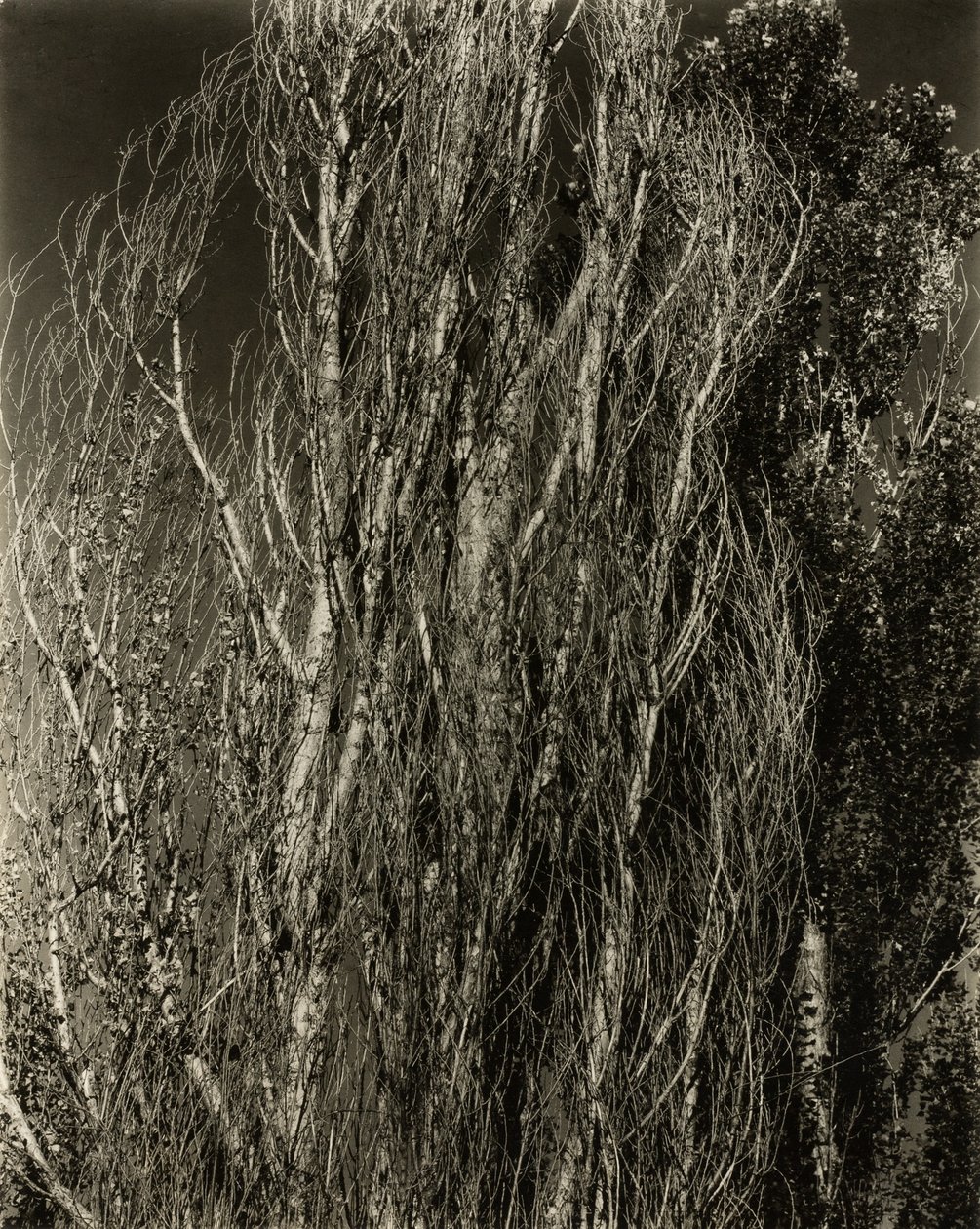Poppelit – George-järvi tekijältä Alfred Stieglitz