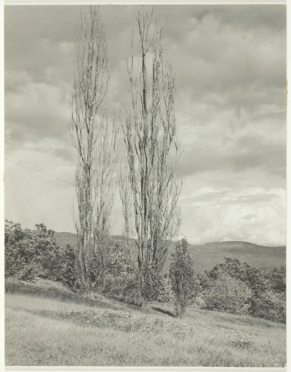 Poppelit – Lake George, 1935. tekijältä Alfred Stieglitz