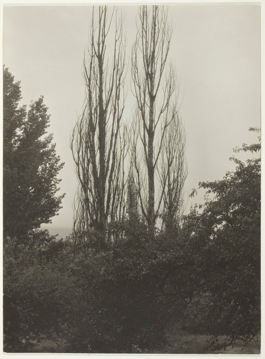 Poppelit - Lake George tekijältä Alfred Stieglitz