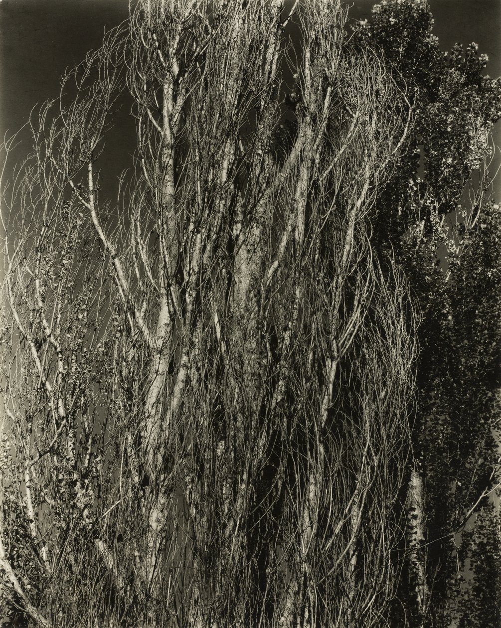 Poppelit - Lake George tekijältä Alfred Stieglitz