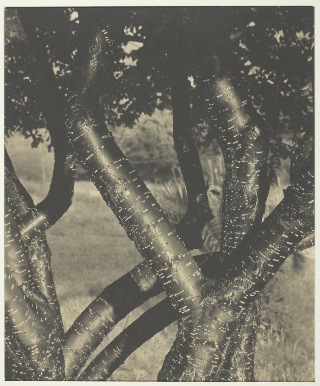 Tanssivat puut, 1922. tekijältä Alfred Stieglitz