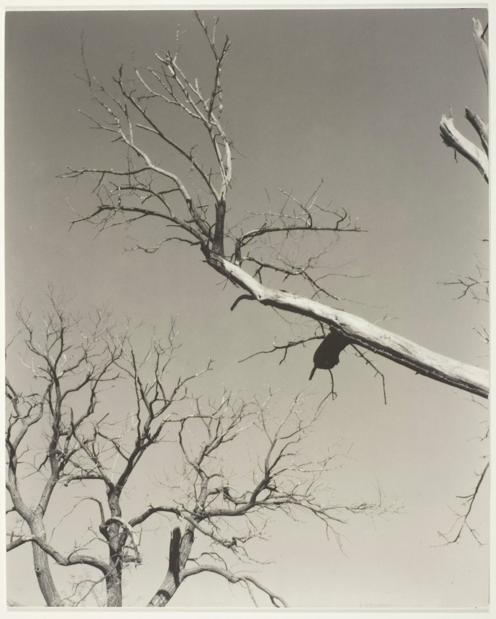 Kuoleva kastanjapuu-opettajani tekijältä Alfred Stieglitz