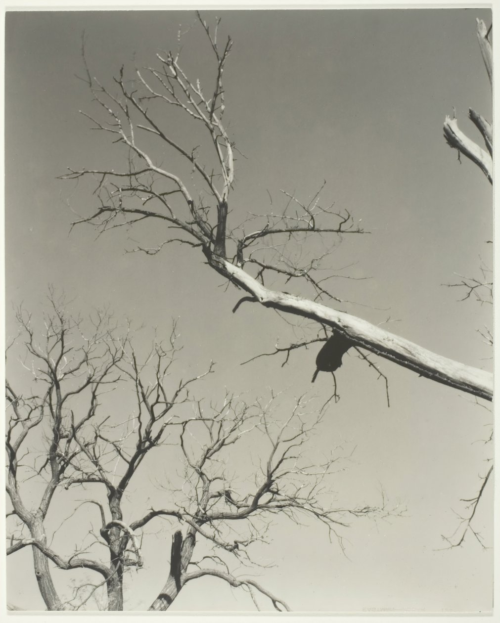 Kuoleva kastanjapuu – Opettajani, 1927. tekijältä Alfred Stieglitz