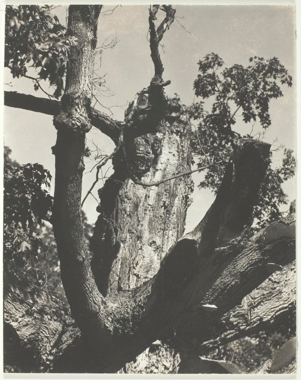 Vanha vaahtera - Lake George, 1926. tekijältä Alfred Stieglitz