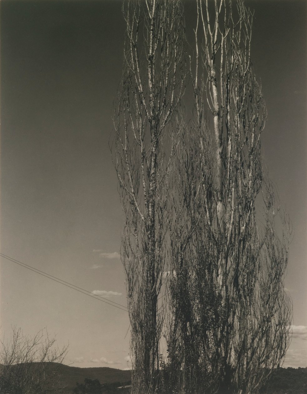 The Two Poplars, Lake George tekijältä Alfred Stieglitz