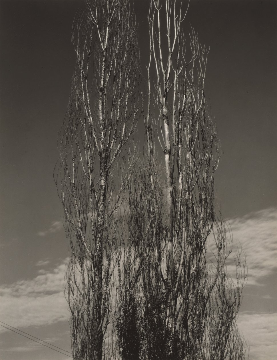 Kaksi poppelia, Lake George tekijältä Alfred Stieglitz