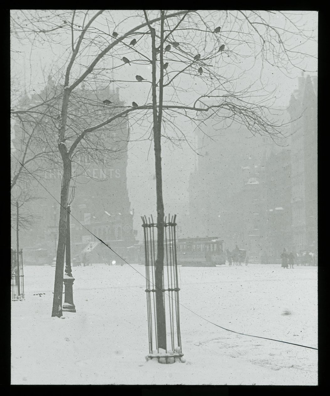 Puu lumessa, New York City tekijältä Alfred Stieglitz