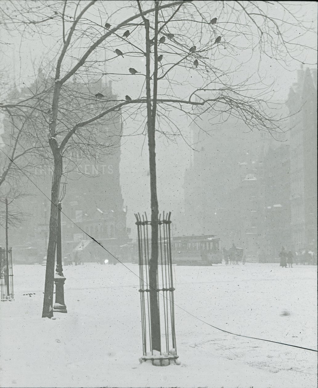 Tree in Snow, New York City, 190002. tekijältä Alfred Stieglitz