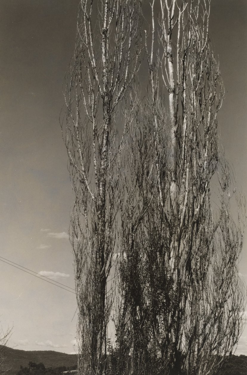 Kaksi poppelia, Lake George (recto) tekijältä Alfred Stieglitz