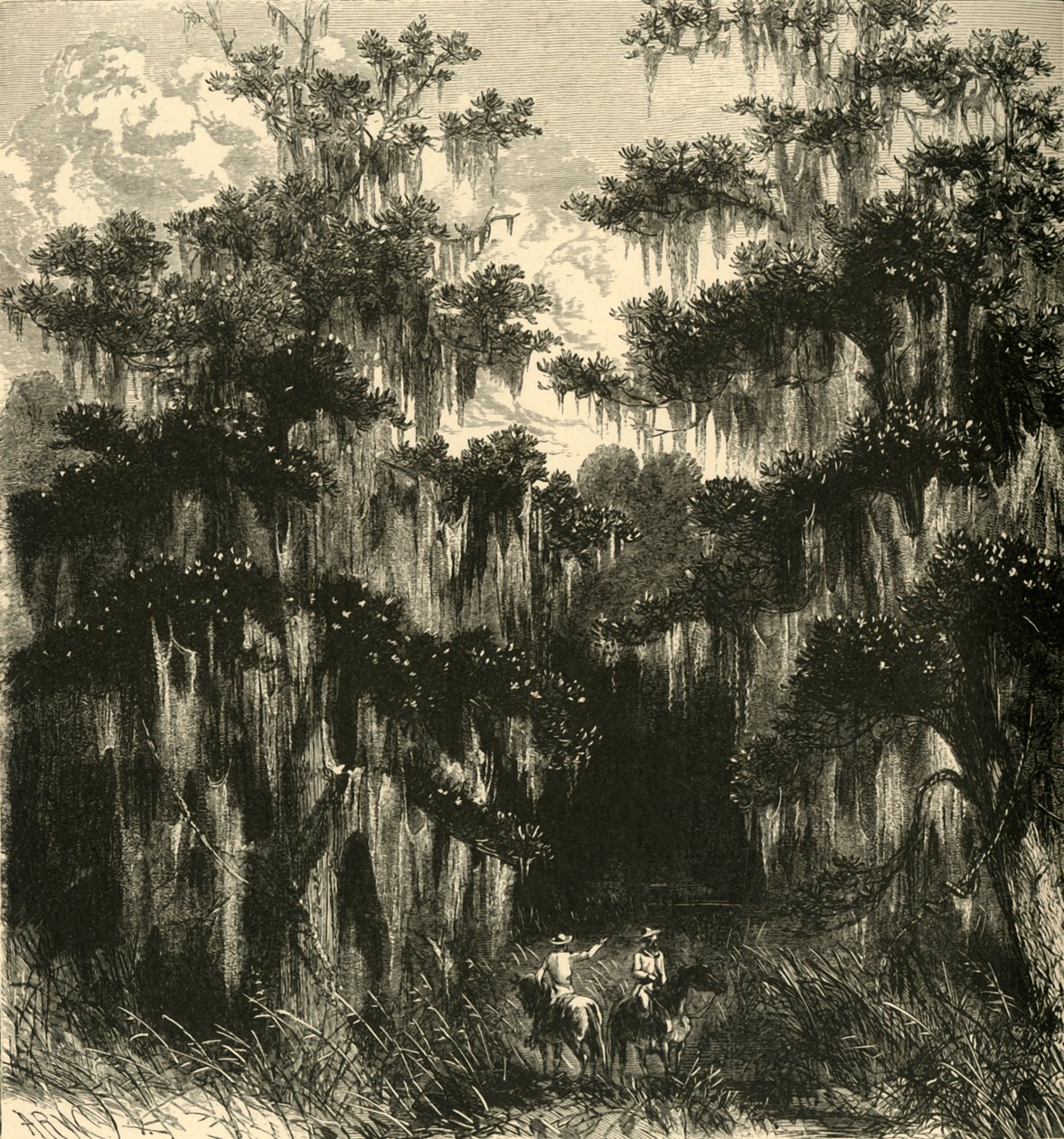 "Magnolia Swamp", 1872. tekijältä Alfred Rudolph Waud