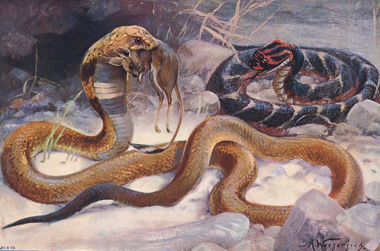 Cobra ja Puff Adder, kuvitus teoksesta "Wildlife of the World", n. 1910 (värilitho) tekijältä Alfred Weczerzick