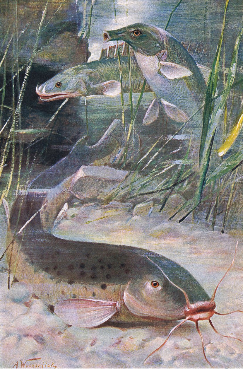 Electric Catfish, Bichir, Trunkfish, kuvitus "Wildlife of the World", n. 1910 (väri litho) tekijältä Alfred Weczerzick