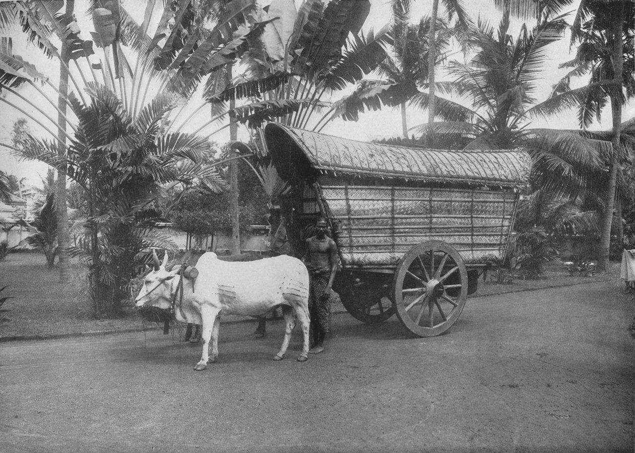 Ceylon Bullock Cart, c1890, 1910 tekijältä Alfred William Amandus Plate