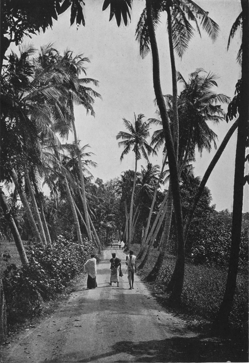 Path Through Paddy Fields, c1890, 1910 tekijältä Alfred William Amandus Plate