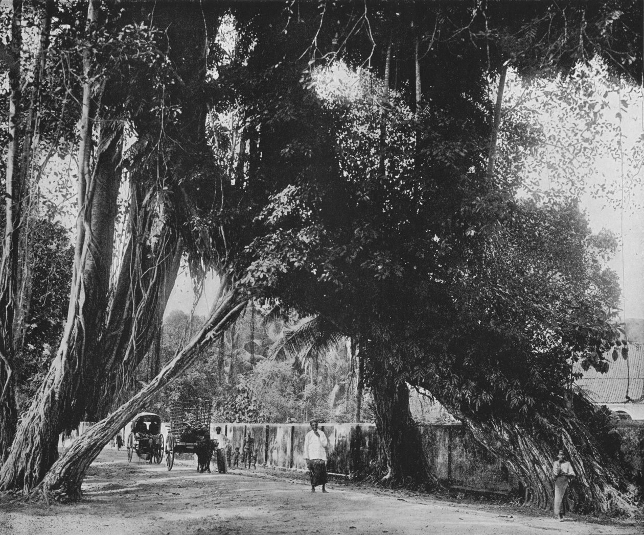 Banyan Tree Kalutarassa, c1890, 1910 tekijältä Alfred William Amandus Plate