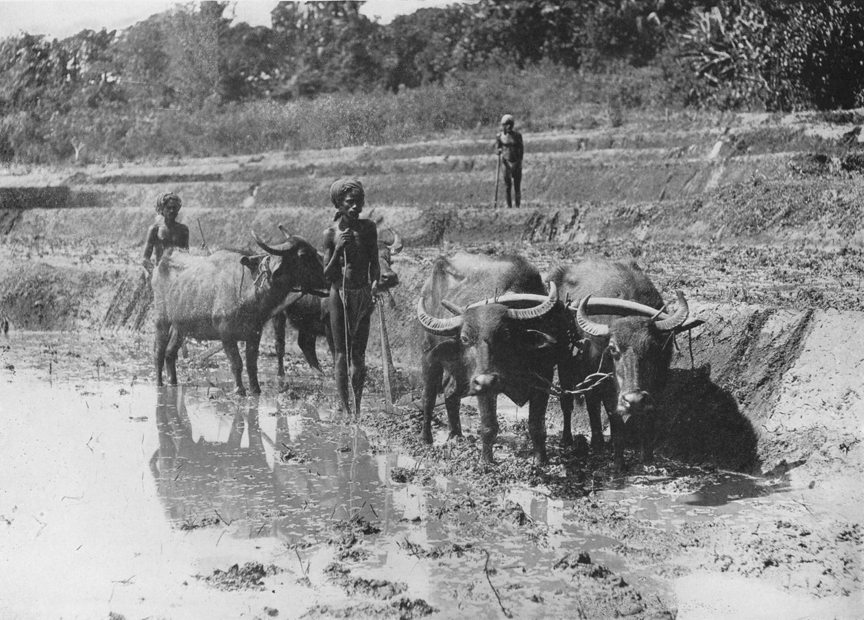 Buffaloes Ploughing Paddy Fields, c1890, 1910 tekijältä Alfred William Amandus Plate