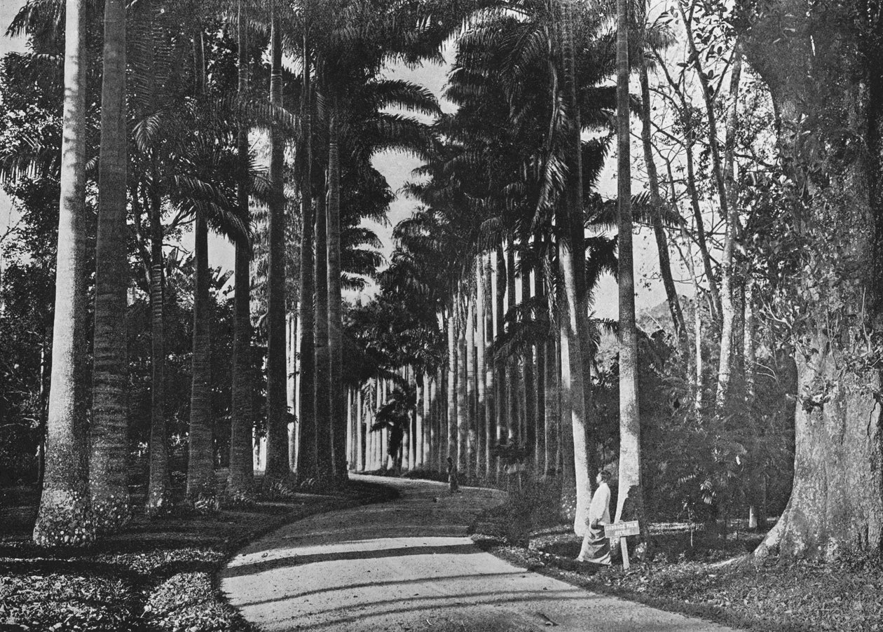 Kaalipalmut Peradeniya Gardensissa, c1890, 1910 tekijältä Alfred William Amandus Plate