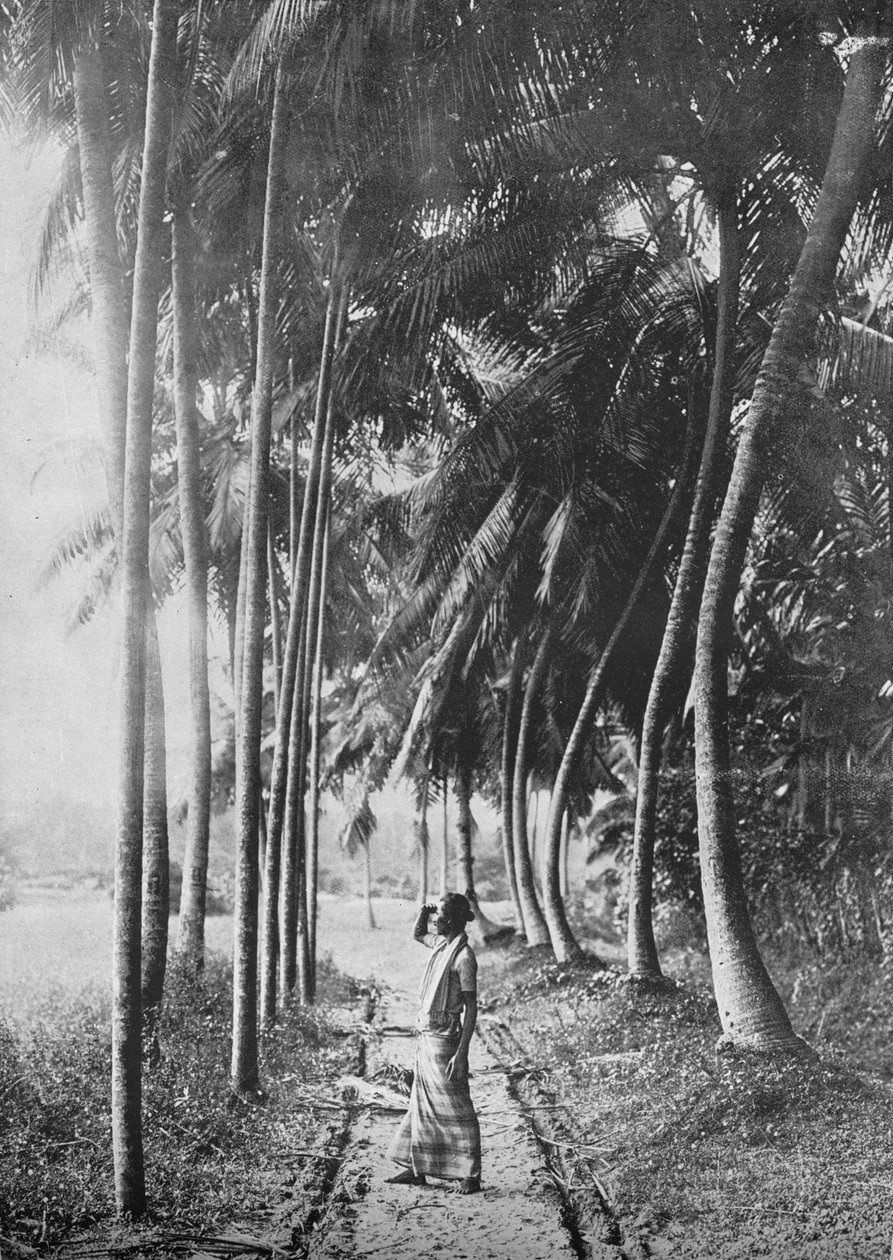Dawn Through the Palms, c1890, 1910 tekijältä Alfred William Amandus Plate