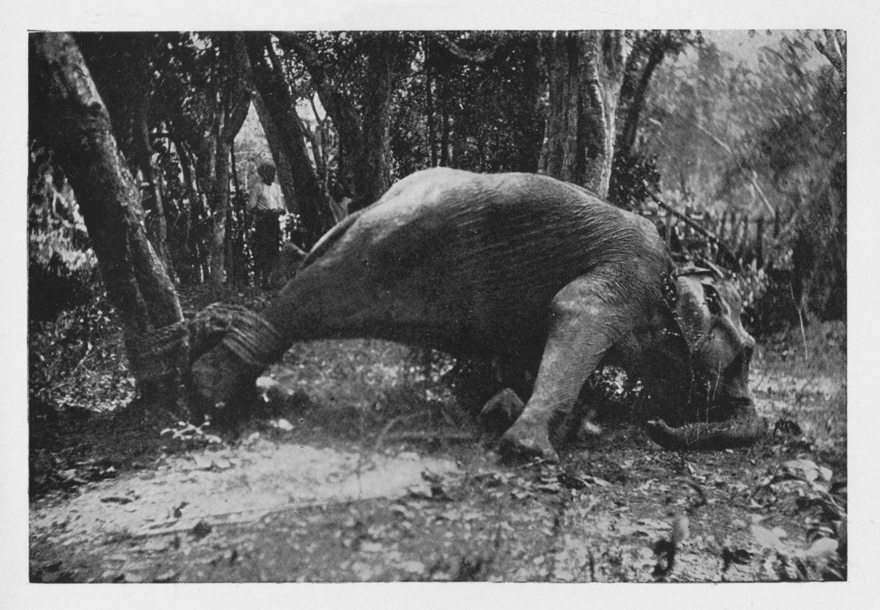 Elephant Kraaling Ceylonissa - Noosed, c1890, 1910 tekijältä Alfred William Amandus Plate