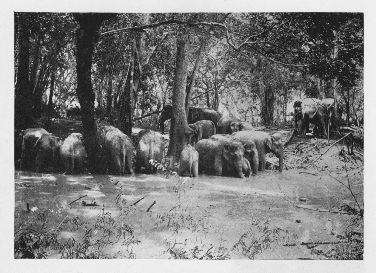 Elephant Kraaling Ceylonissa Stockaden vesireiässä, c1890, 1910 tekijältä Alfred William Amandus Plate
