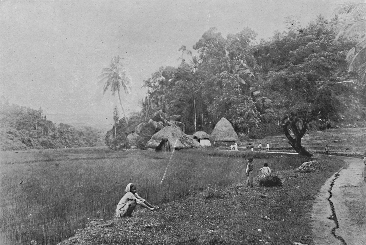 Paddy Field lähellä Gampolaa, c1890, 1910 tekijältä Alfred William Amandus Plate