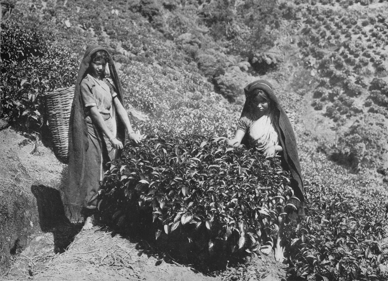 Pluckers on Tea Estate, Ceylon, 1890, 1910 tekijältä Alfred William Amandus Plate