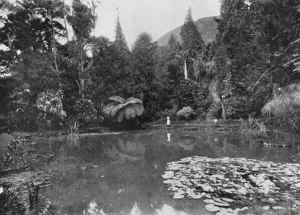 Lotus Pond, Hakgalla Gardens, Nuwara Eliya, c1890, 1910 tekijältä Alfred William Amandus Plate