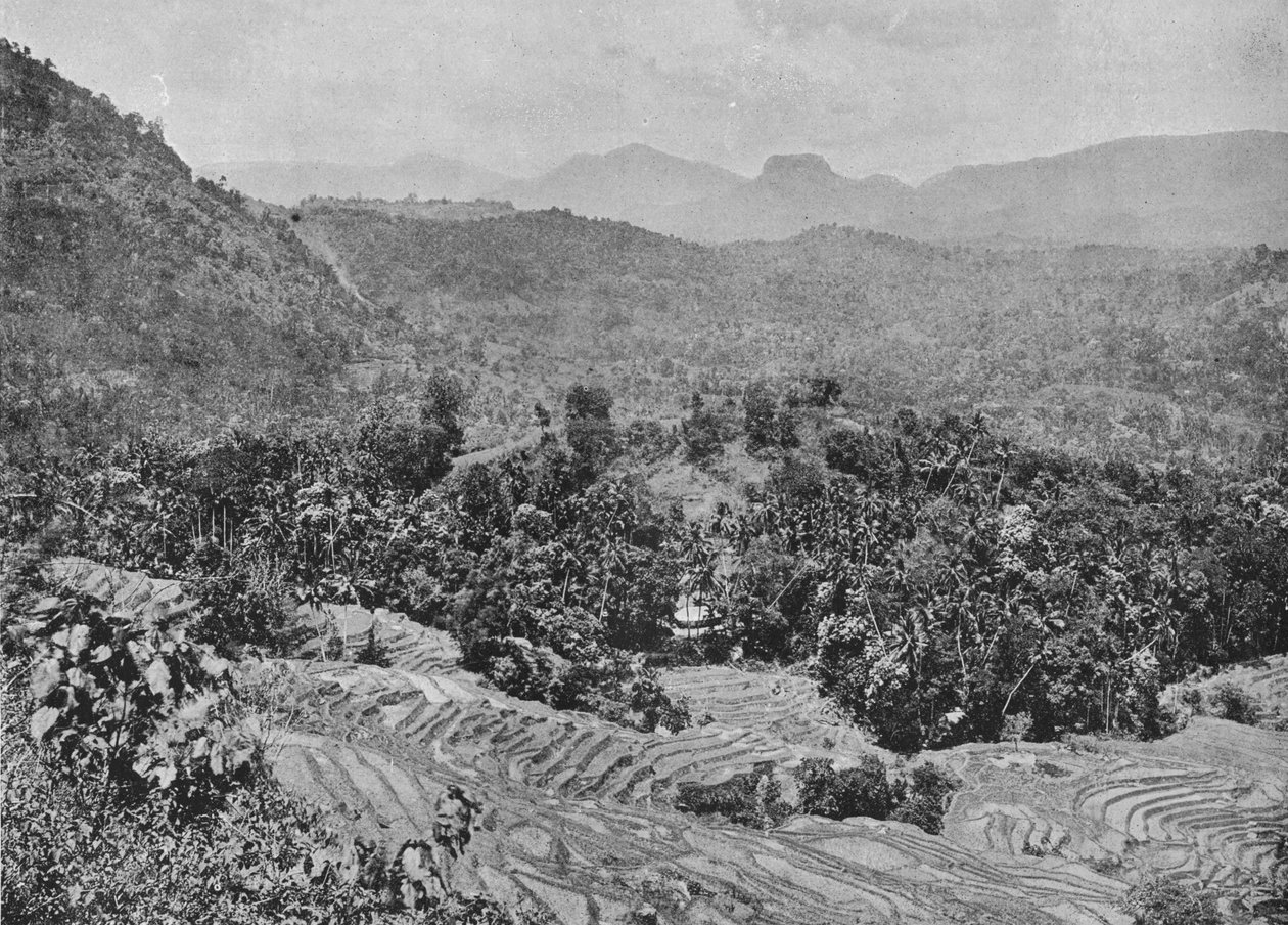 Näkymä Paddy Fieldille Kadugannawan solalta, c1890, 1910 tekijältä Alfred William Amandus Plate