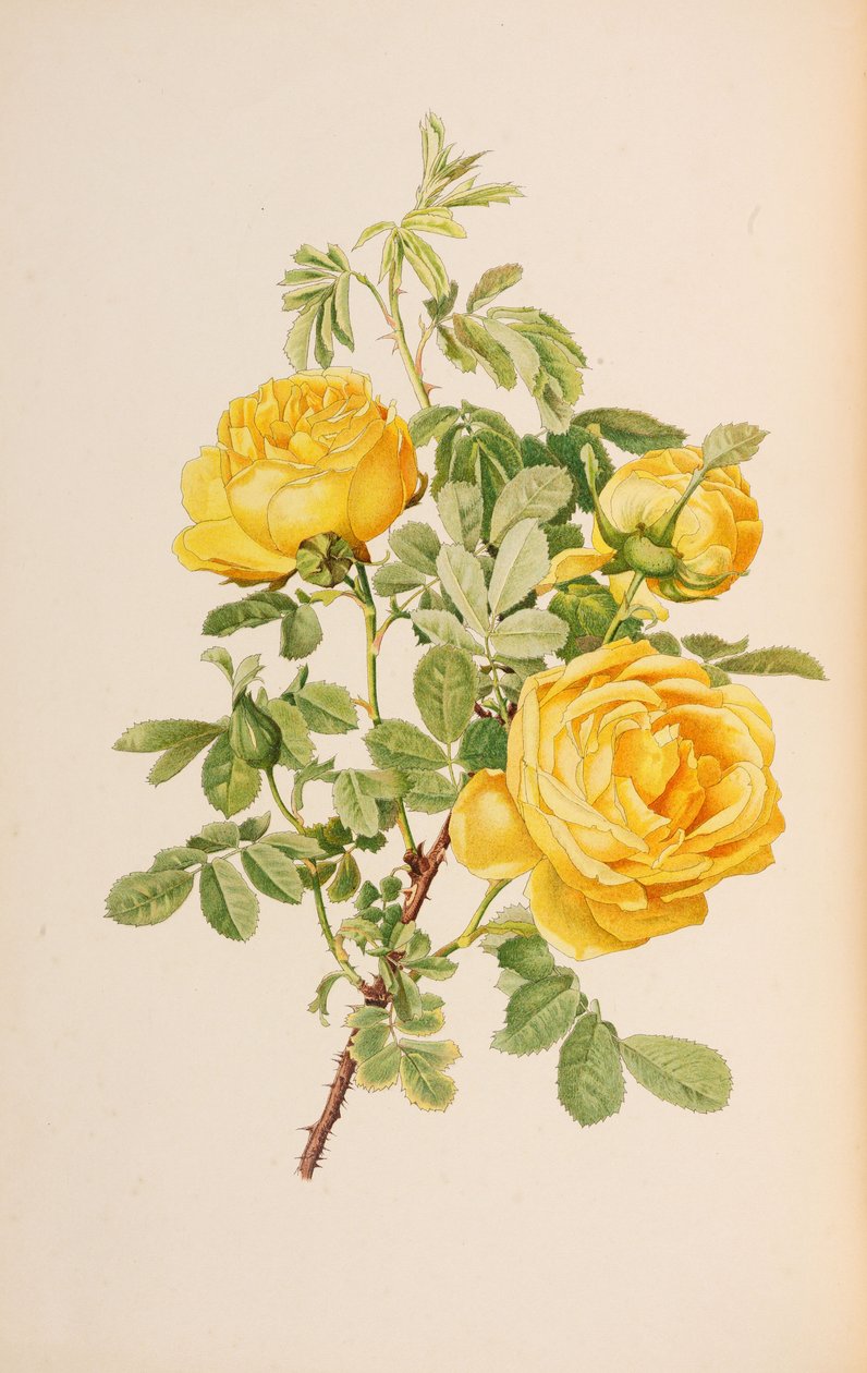 Kuva Ellen Willmottin teoksesta The genus rosa, 1914. tekijältä Alfred William Parsons