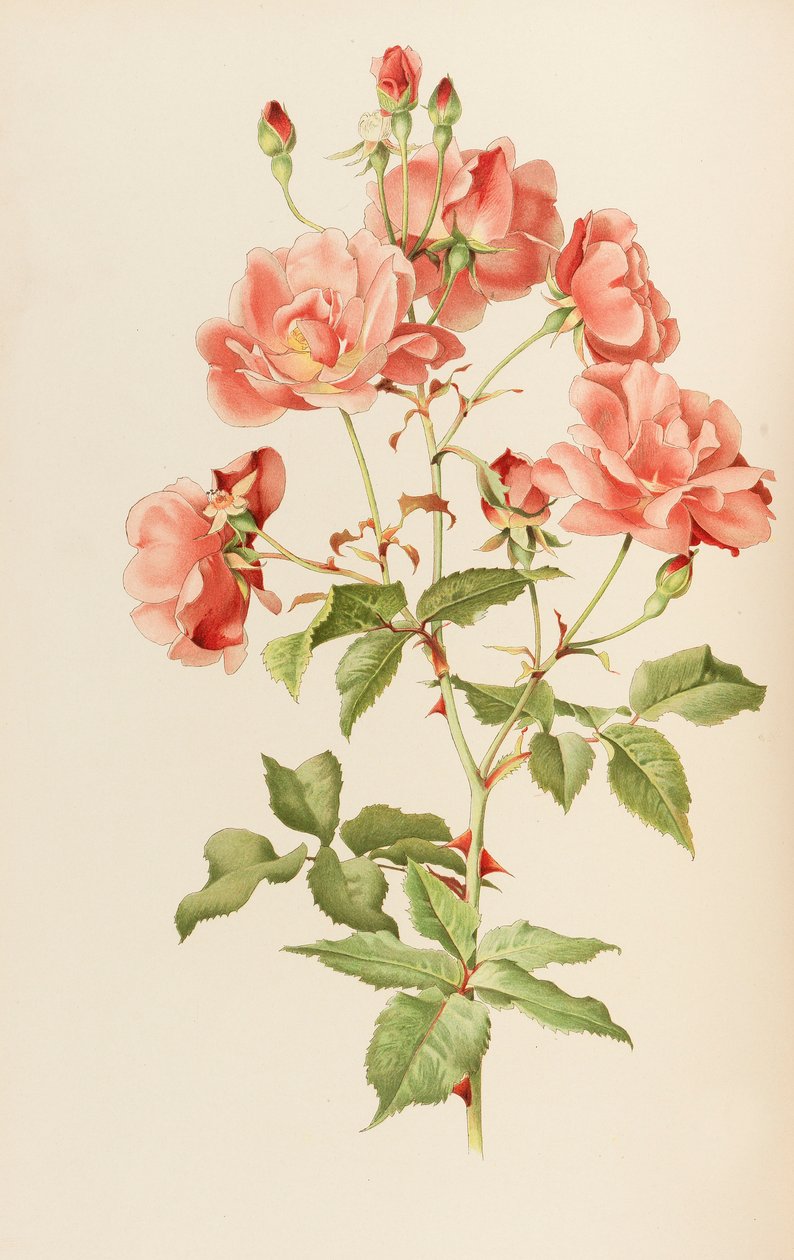 Kuva Ellen Willmottin teoksesta The genus rosa, 1914. tekijältä Alfred William Parsons