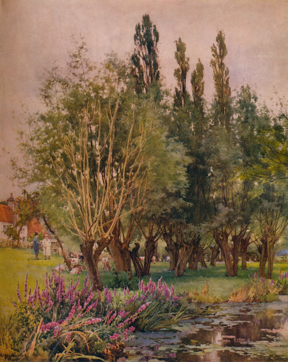 Purppura Loosestrife, c1891 tekijältä Alfred William Parsons