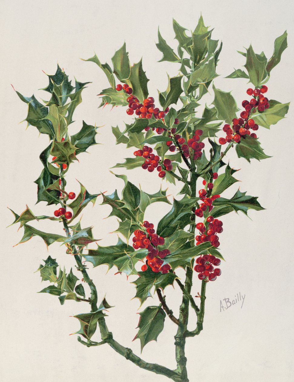Holly, kuvitus Encyclopédie Artistique et Documentaire de la Plante -julkaisusta, julkaistu Pariisissa, 1904-08 chromolitho tekijältä Alice Bailly