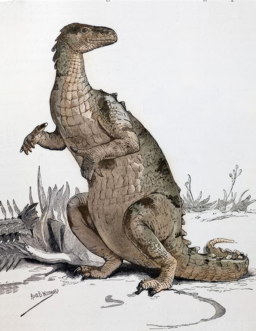 Iguanodon tekijältä Alice Bolingbroke Woodward