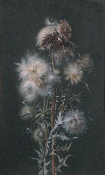 Thistledown (akvarelli paperille) tekijältä Alice Gray