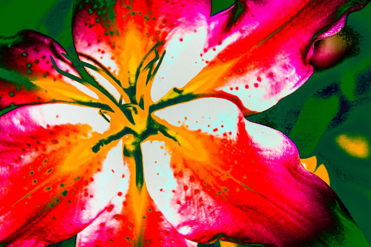 California Lily, 2016 (käsin maalattu valokuva) tekijältä Alice Gur Arie