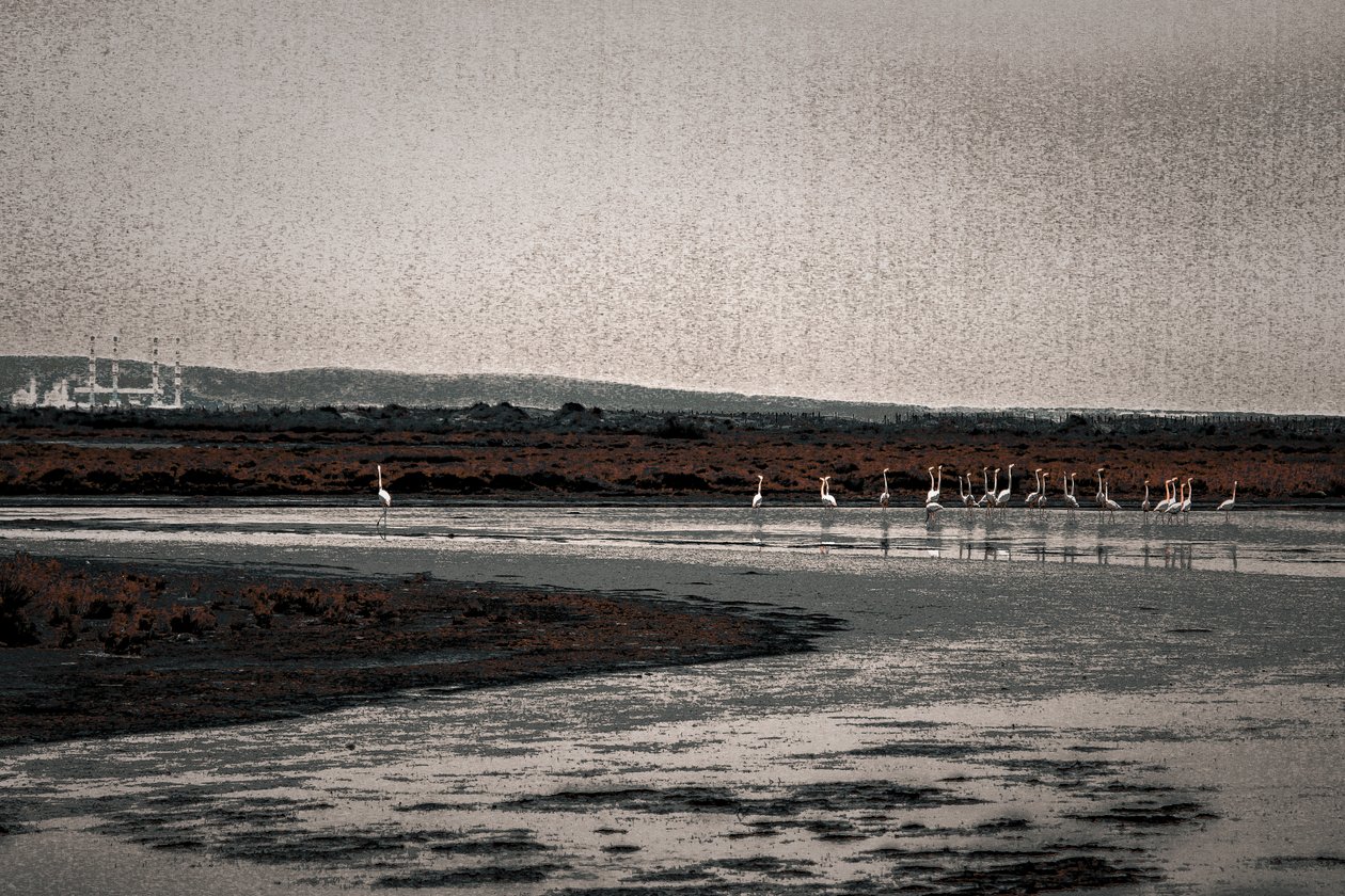 Congregation, sarjasta Camargue Flamingot, 2017 (käsin maalattu valokuva) tekijältä Alice Gur Arie