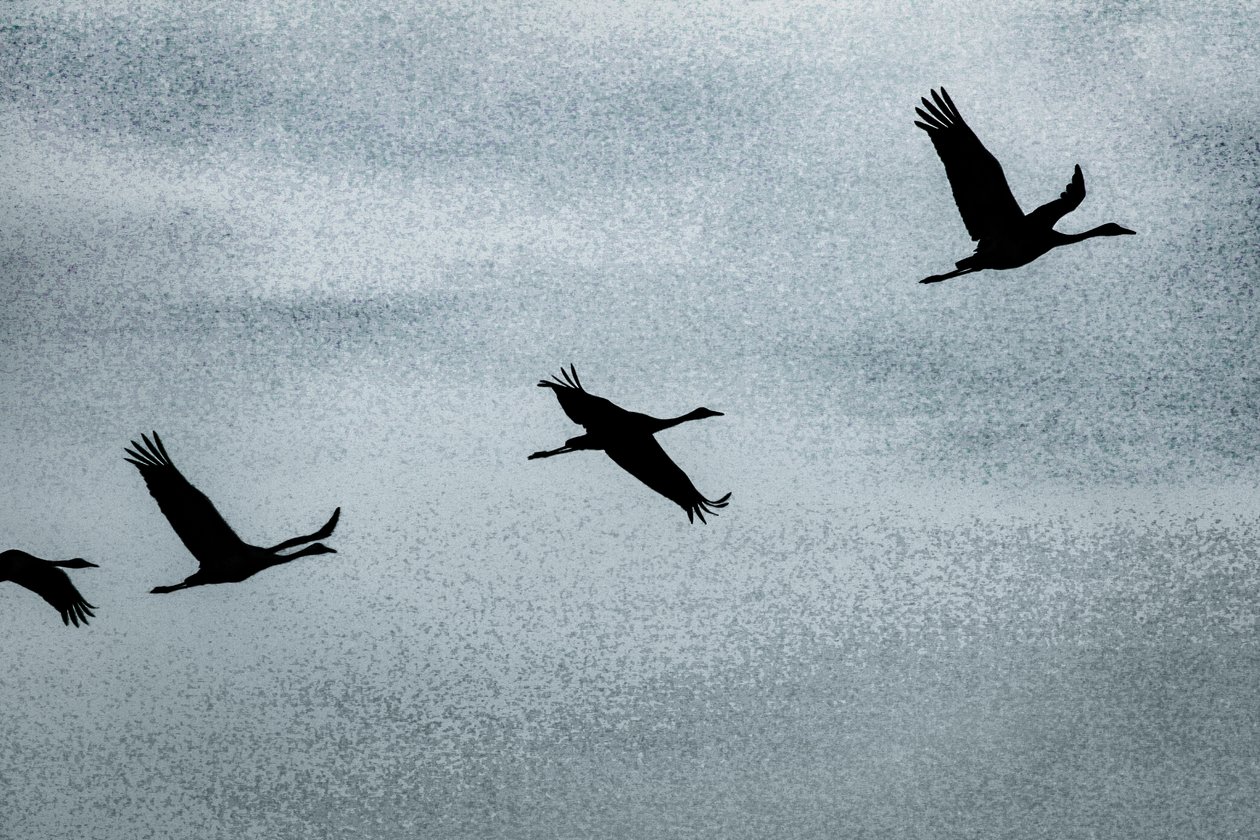Wing on Wing, sarjasta Over Hula, 2016 (valokuva) tekijältä Alice Gur Arie